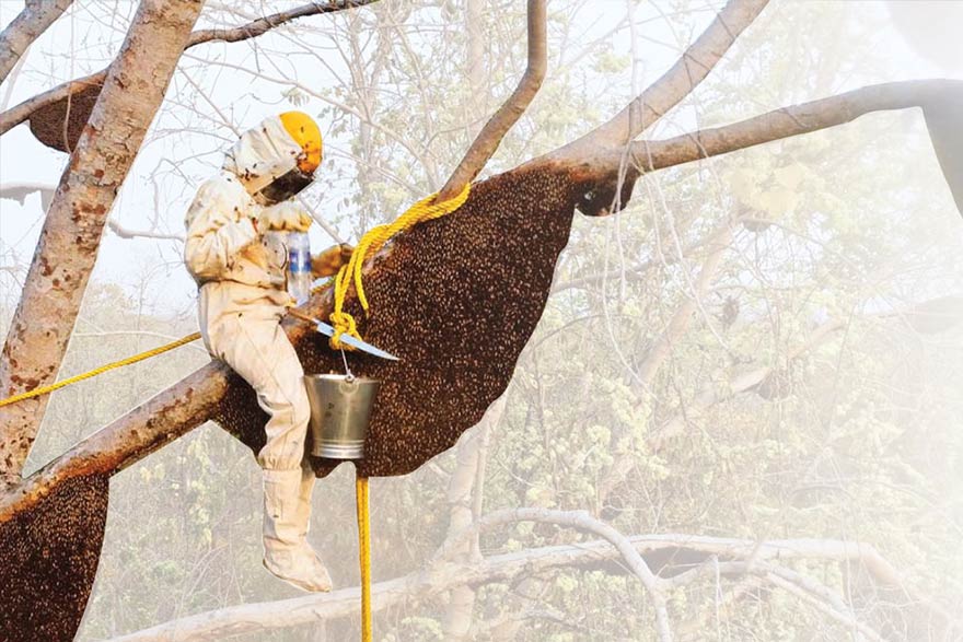 Surprising Health Benefits of wild Honey. – The Natures Way